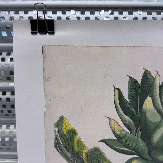 Hortus Eystettensis Artichoke Botanical Print After Besler