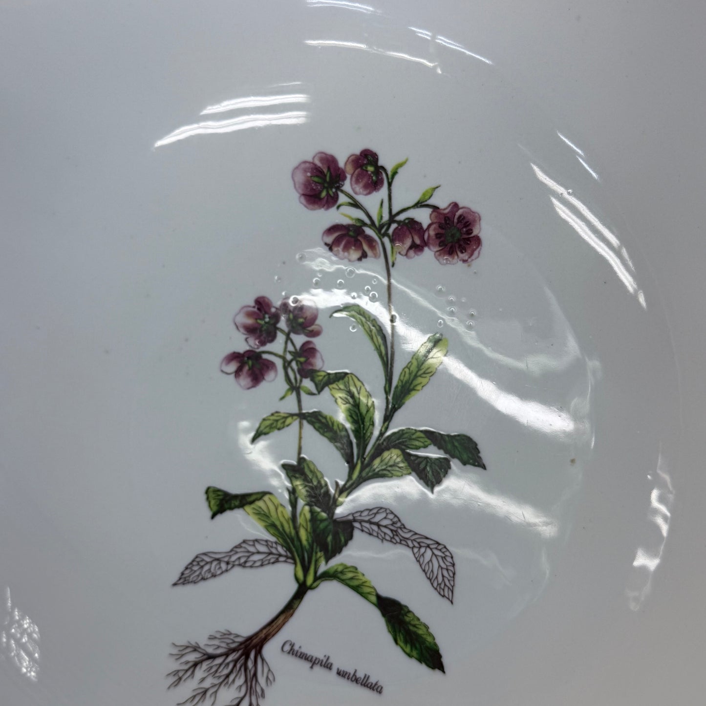 La Primula Italy Chimaphila Botanical Ceramic Serving Bowl 11”