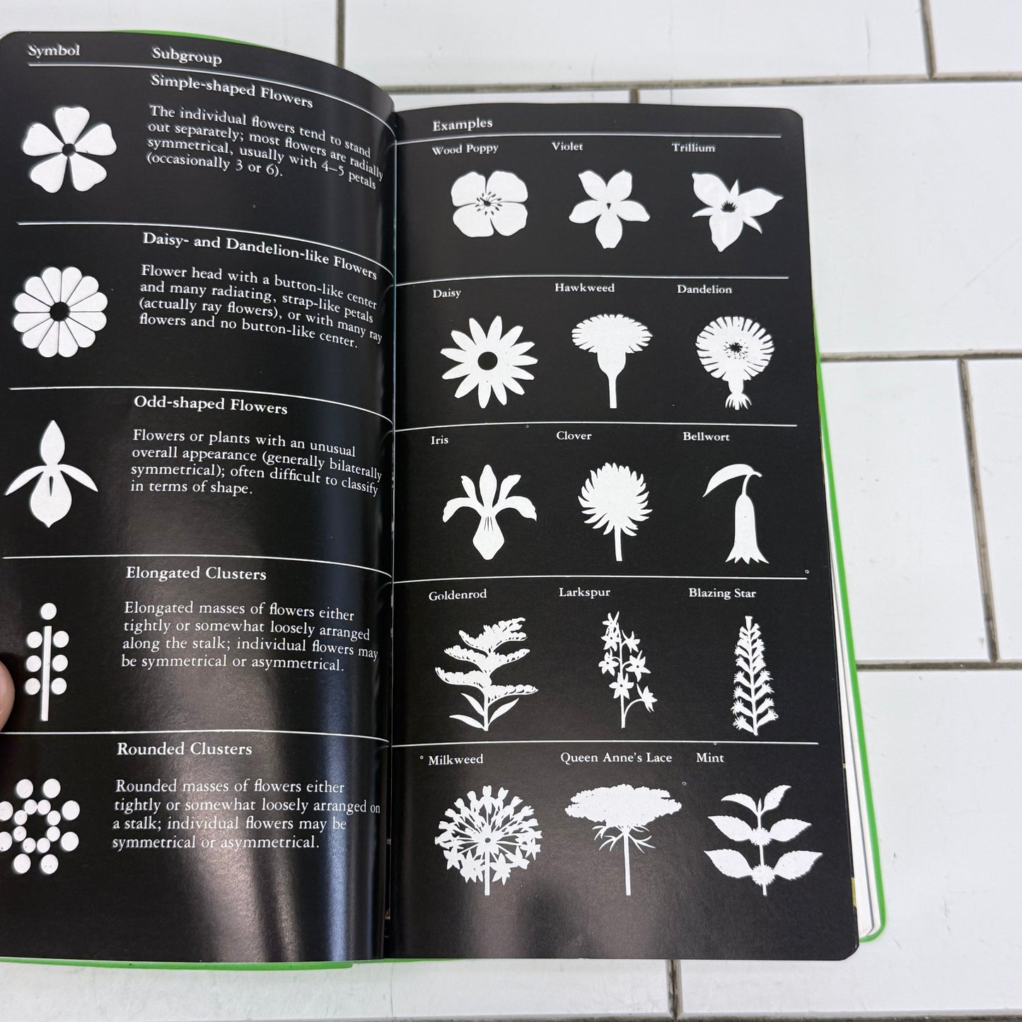 Audubon North American Wildflowers Eastern Field Guide 1990