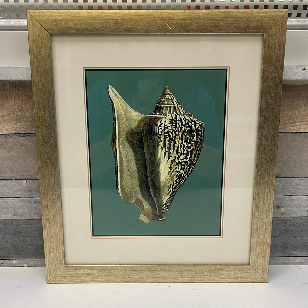 Framed Coastal Chic Seashell Prints, Set of 4