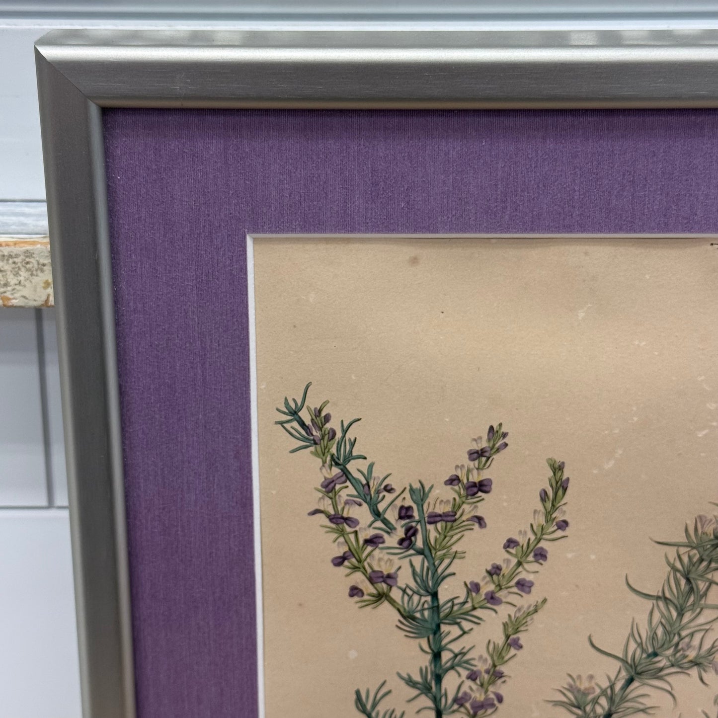 Joseph Paxton 1837 Original Hand Colored Botanical Plate Framed