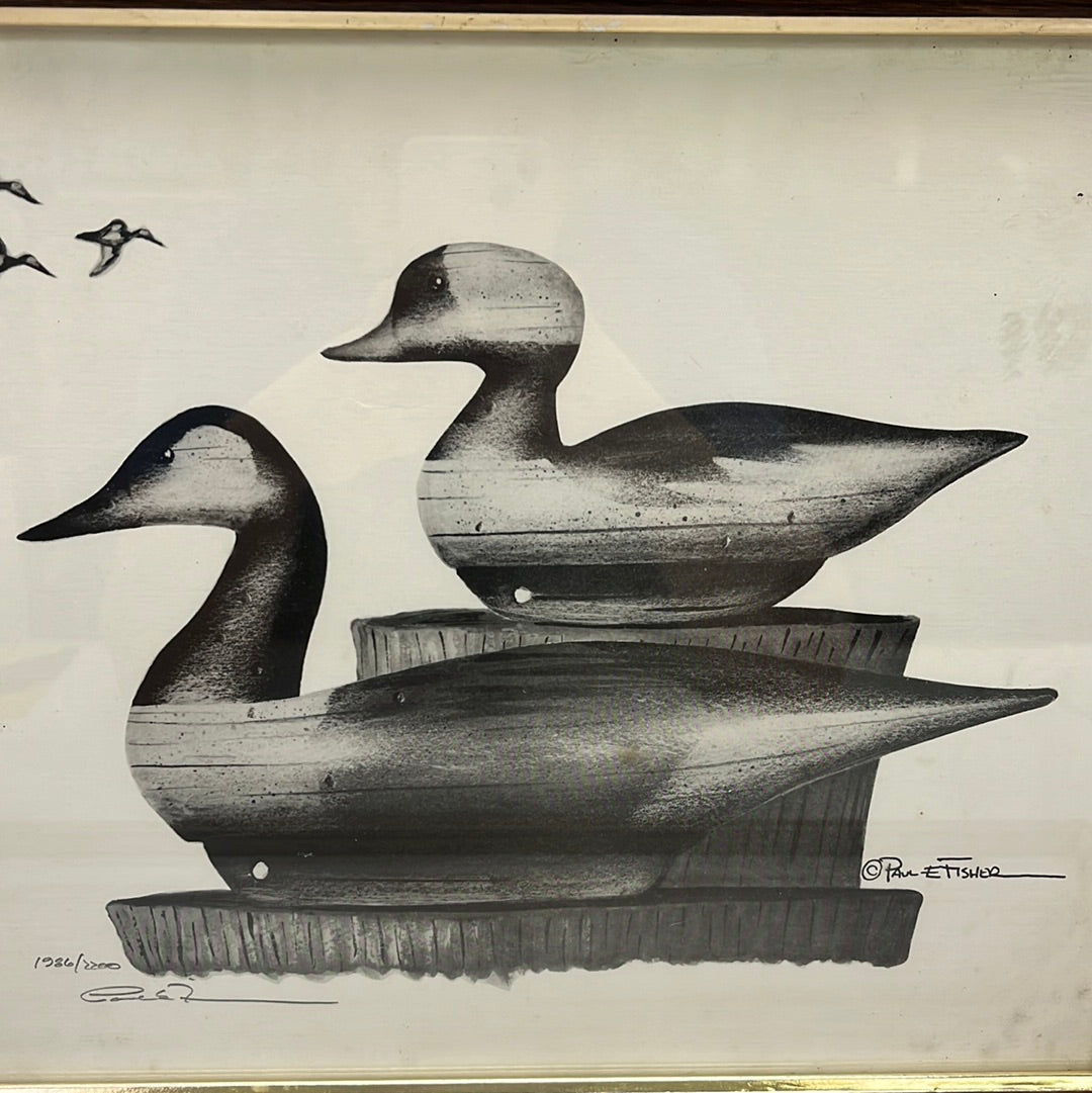 Waterfowl Sketch Collection, Signed & Numbered