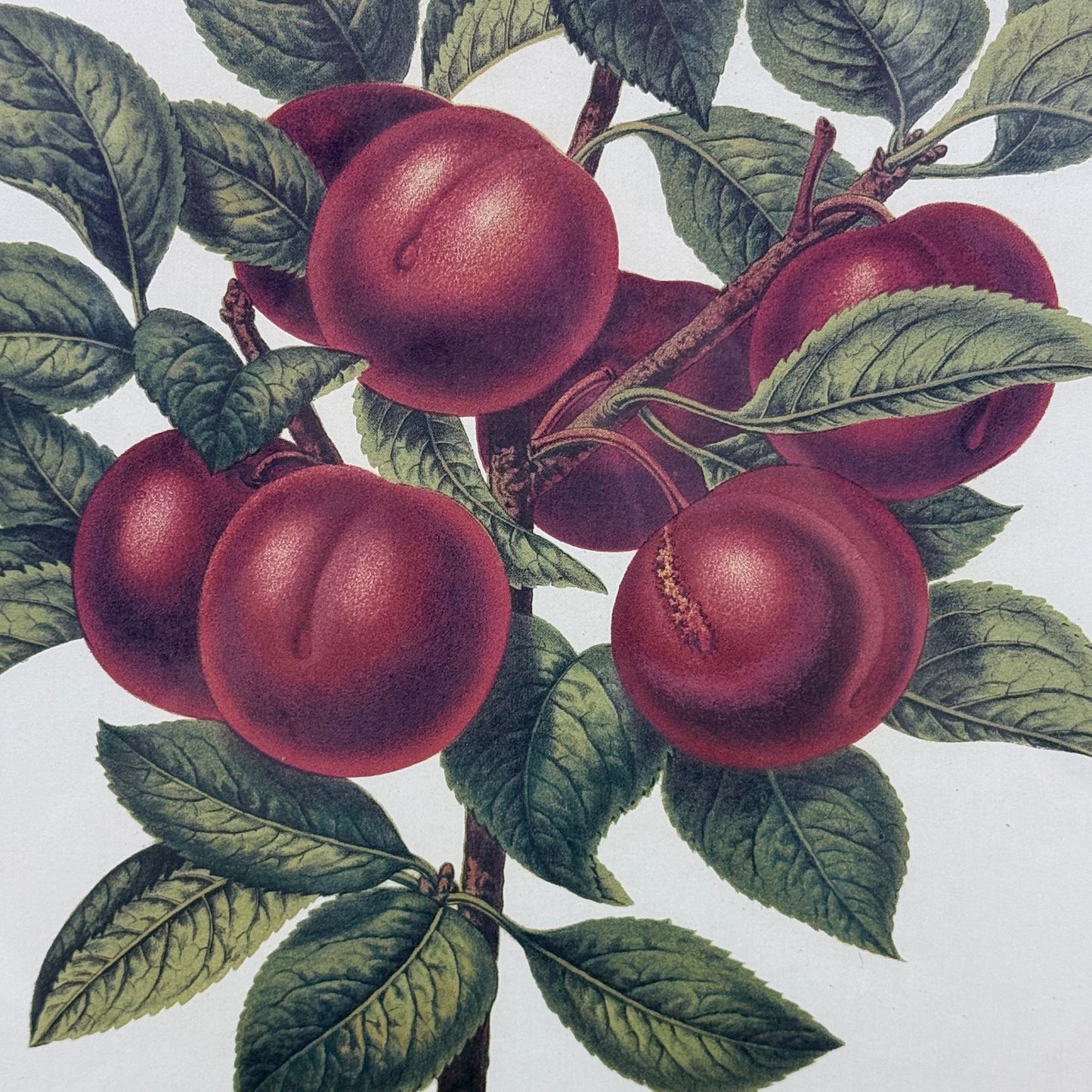 Violet Botanical After Reine Claude Framed Print 1991