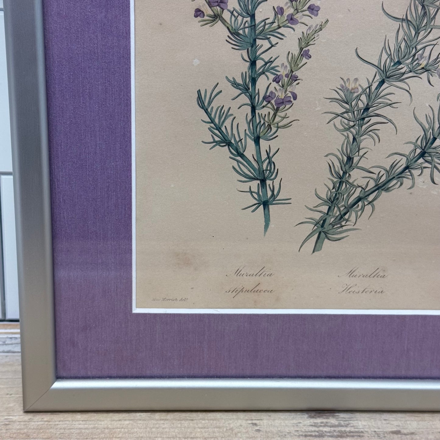Joseph Paxton 1837 Original Hand Colored Botanical Plate Framed