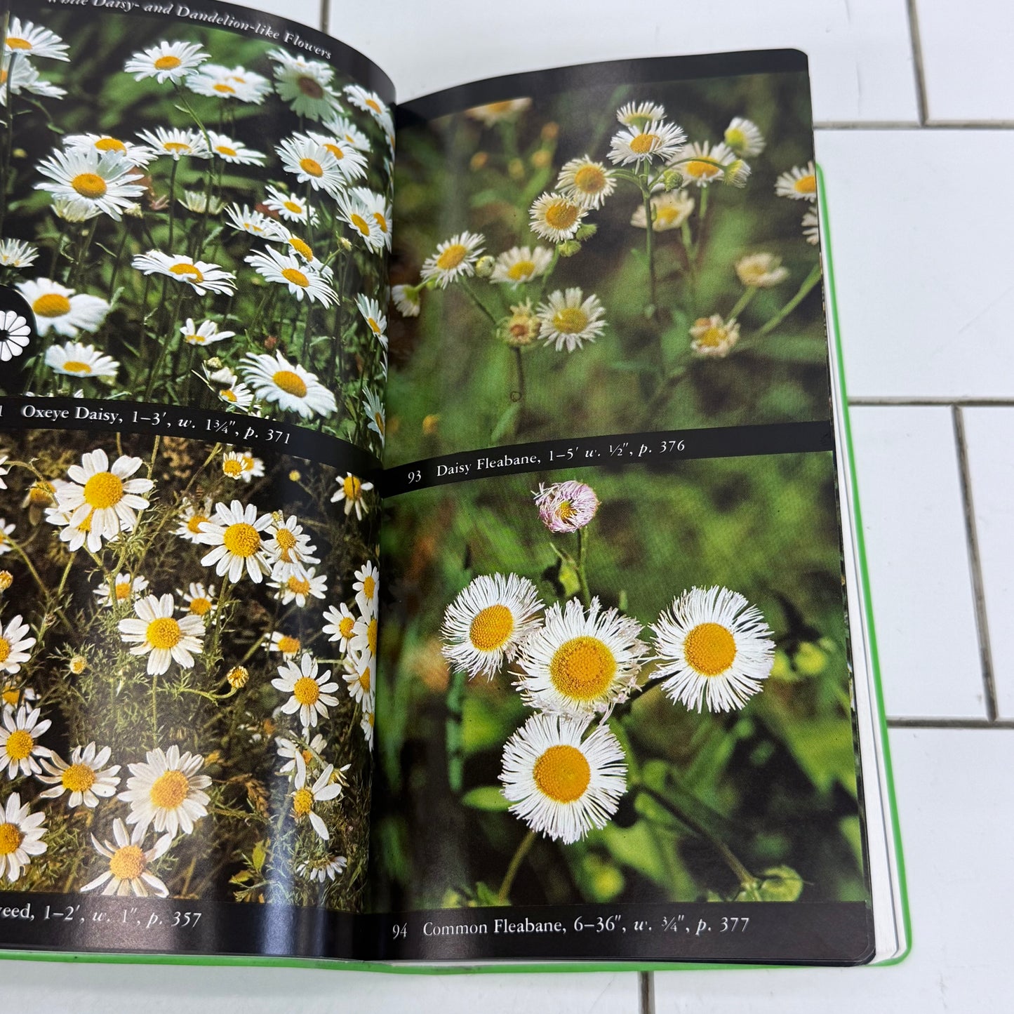 Audubon North American Wildflowers Eastern Field Guide 1990