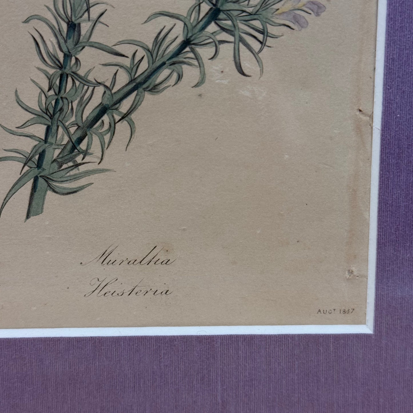 Joseph Paxton 1837 Original Hand Colored Botanical Plate Framed