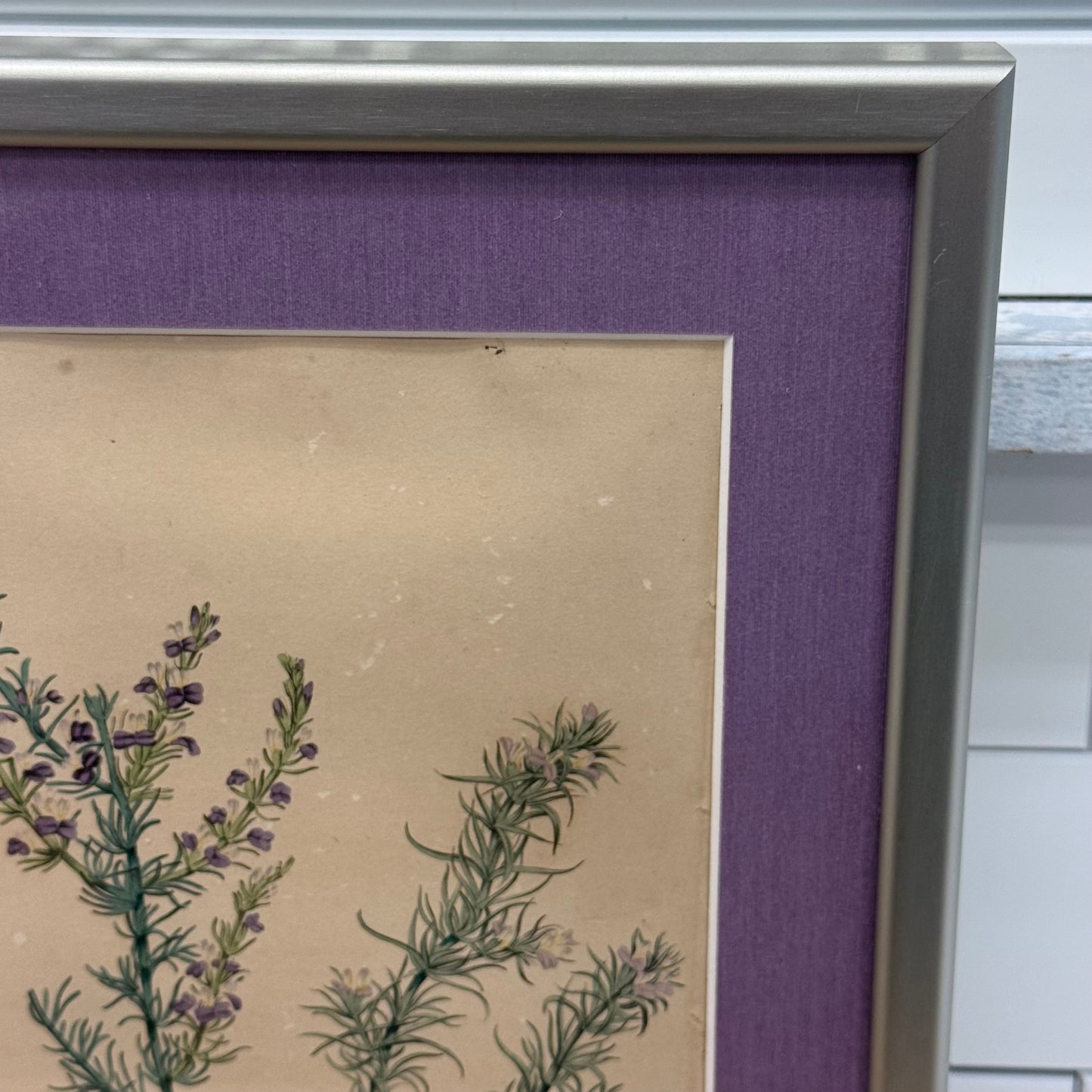 Joseph Paxton 1837 Original Hand Colored Botanical Plate Framed