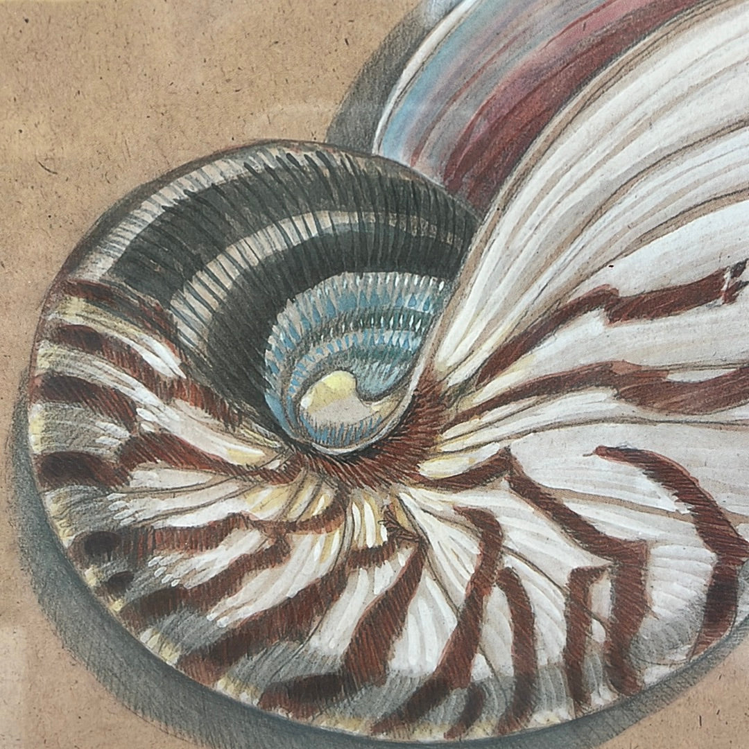 Paul Brent Nautilus Print, Framed