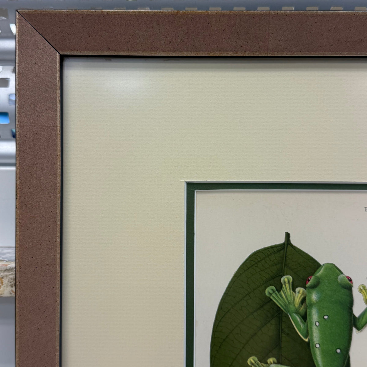 Zoological Chromolithograph Gliding Tree Frog Antique 1913