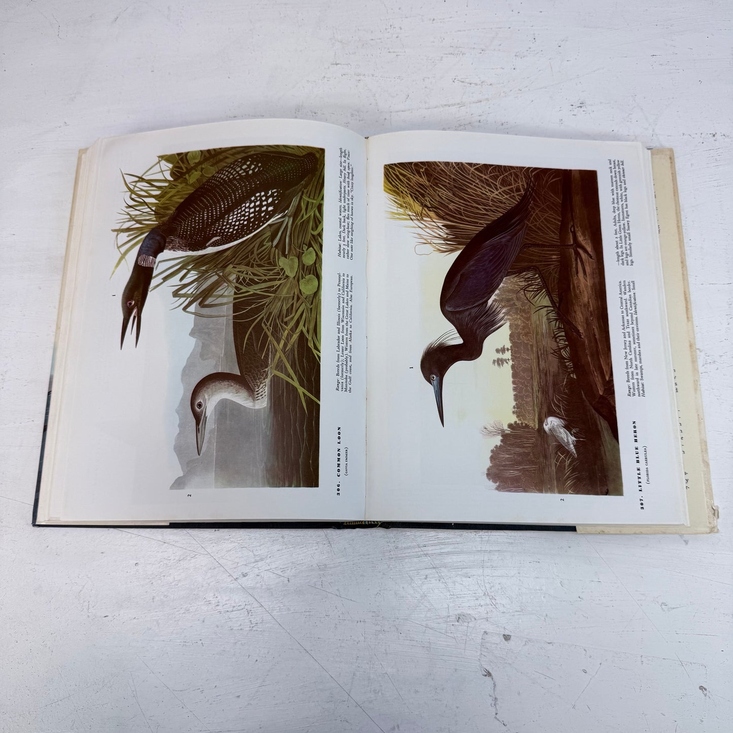 John James Audubon The Birds of America Hardback, 1985 Ed.