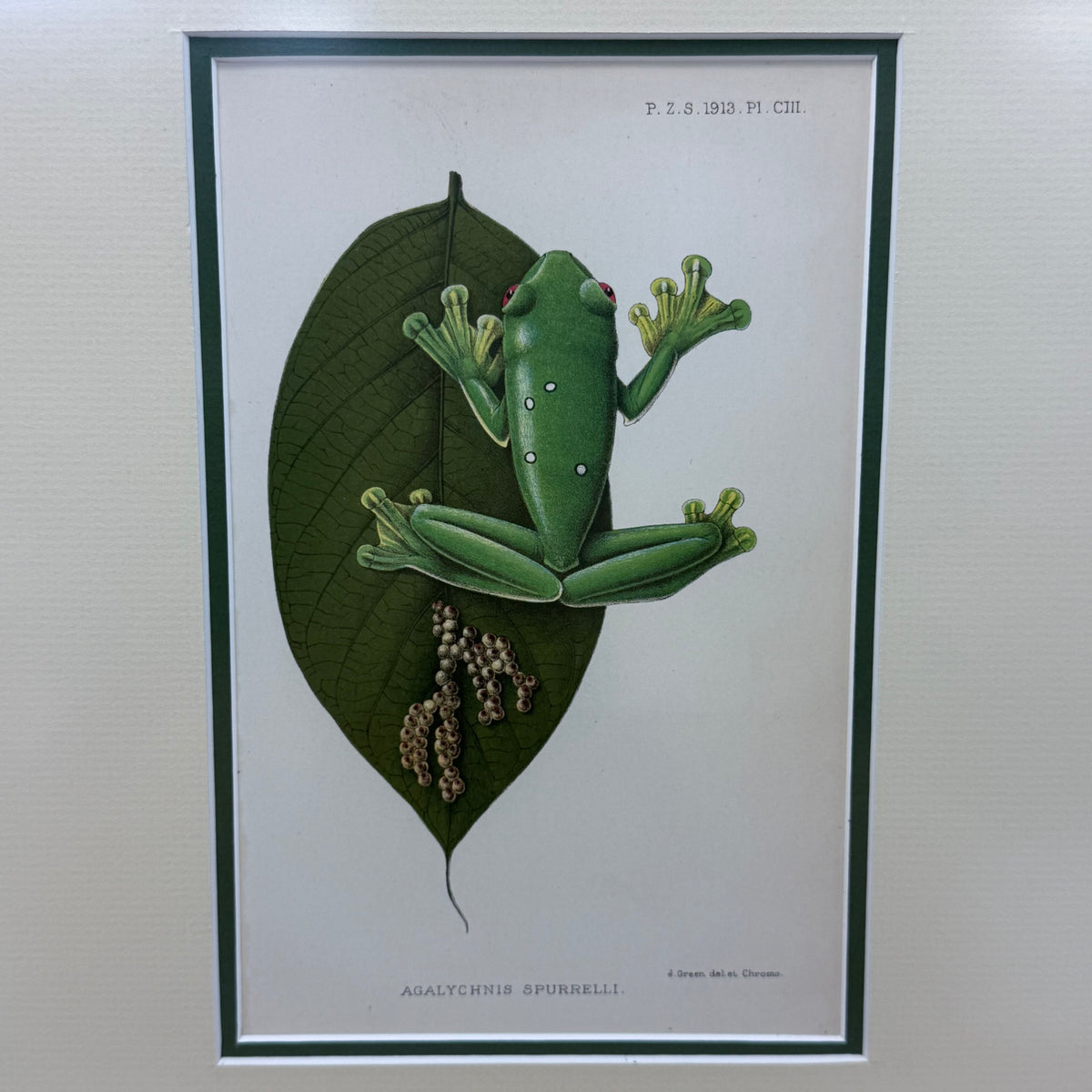 Zoological Chromolithograph Gliding Tree Frog Antique 1913