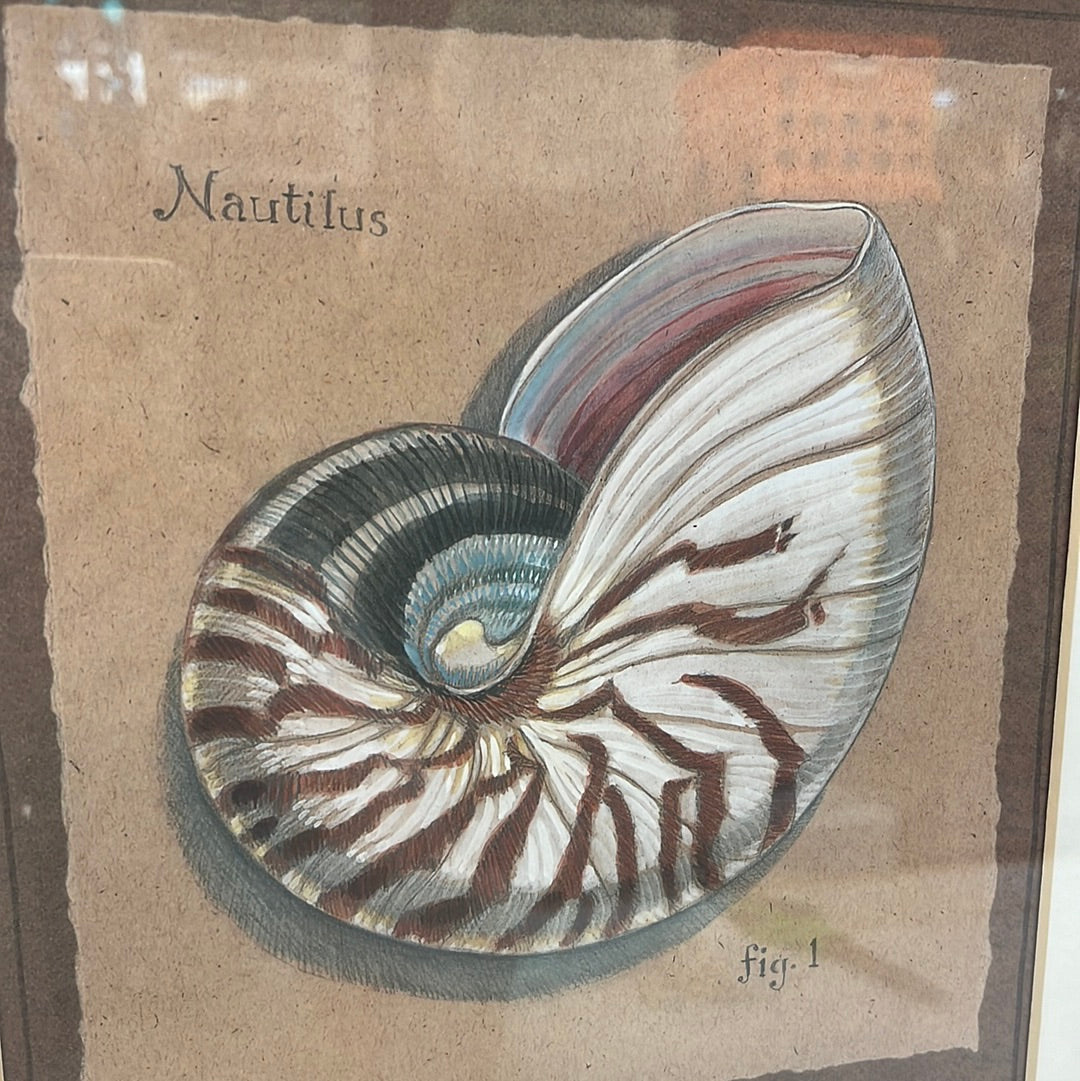 Paul Brent Nautilus Print, Framed