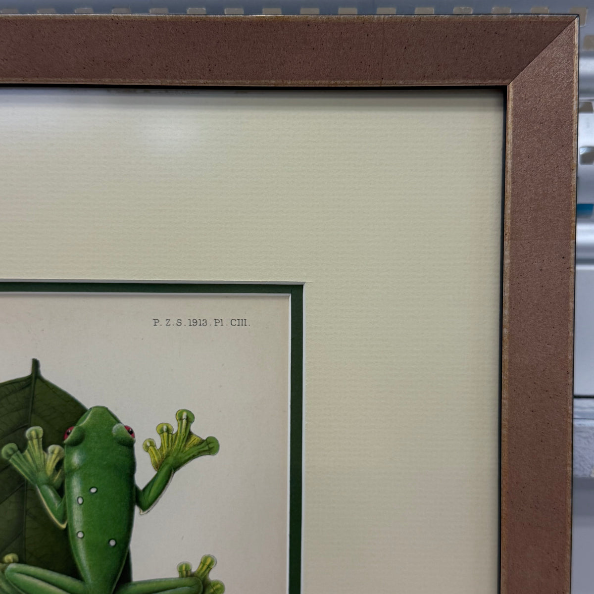 Zoological Chromolithograph Gliding Tree Frog Antique 1913
