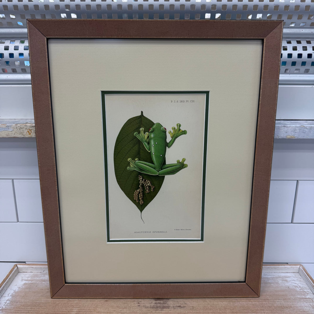Zoological Chromolithograph Gliding Tree Frog Antique 1913