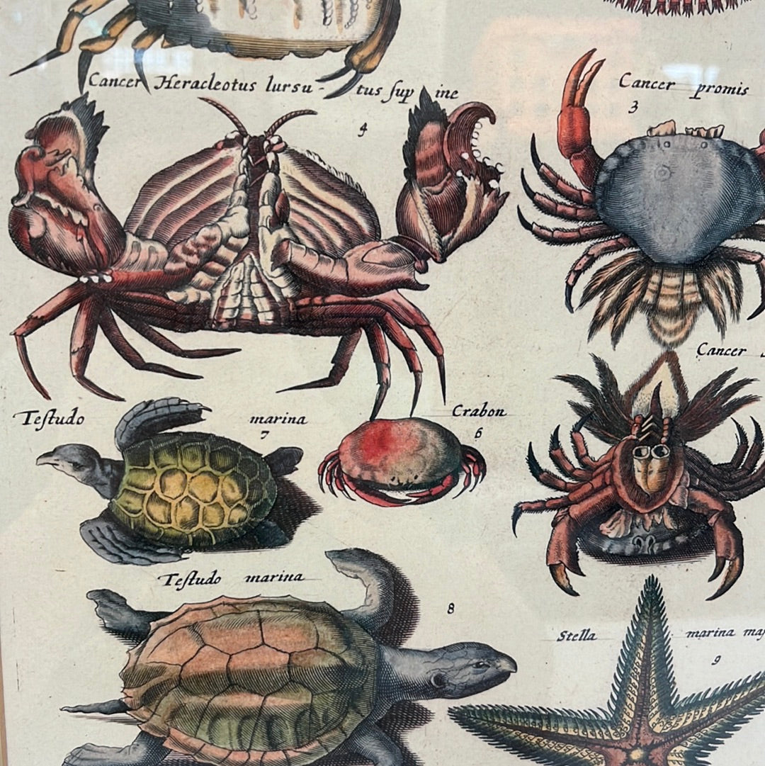 Historia Naturalis, De Quadrupedibus Sea Life Illustrations by Johann Jonston, Color Print Reproduction Set of 2