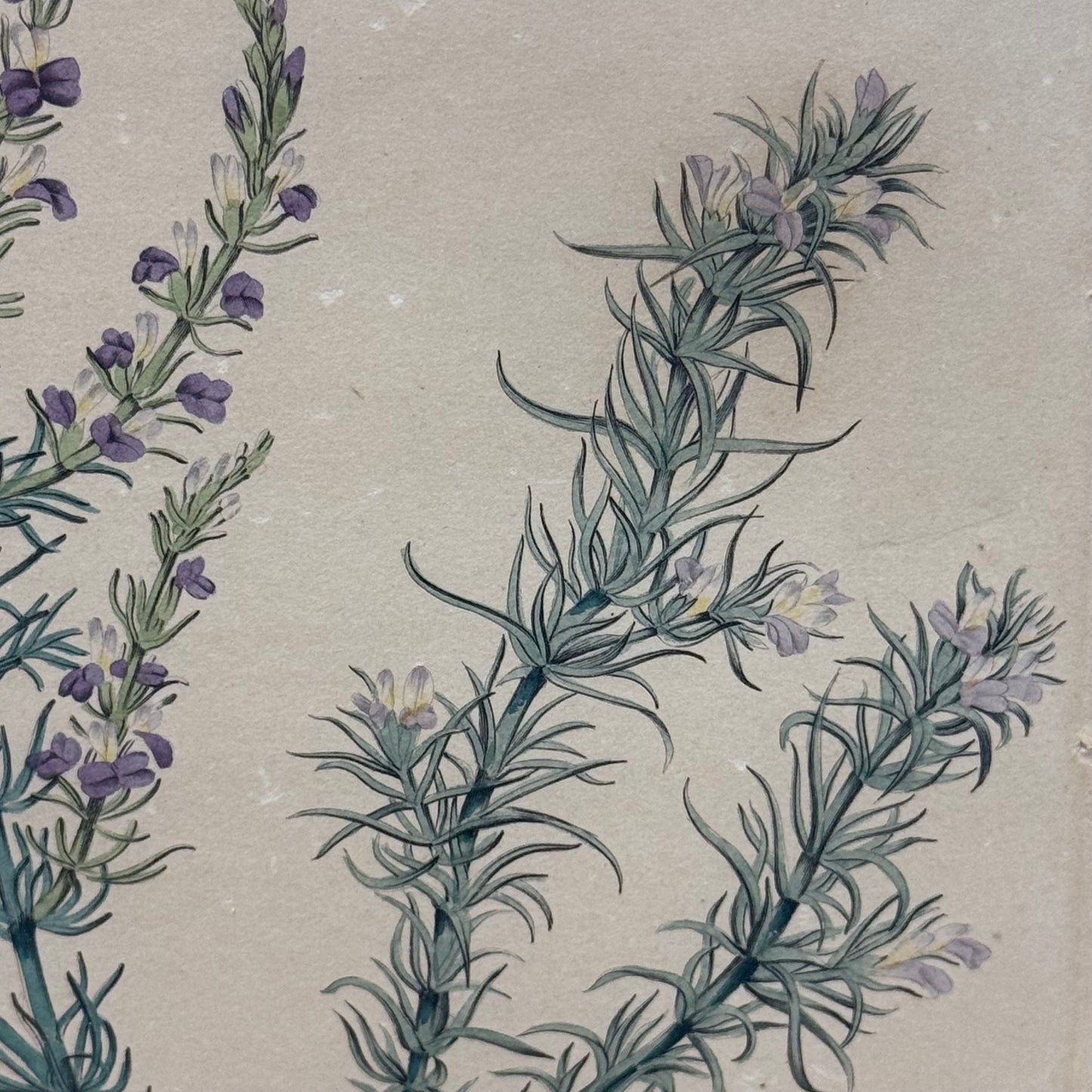 Joseph Paxton 1837 Original Hand Colored Botanical Plate Framed