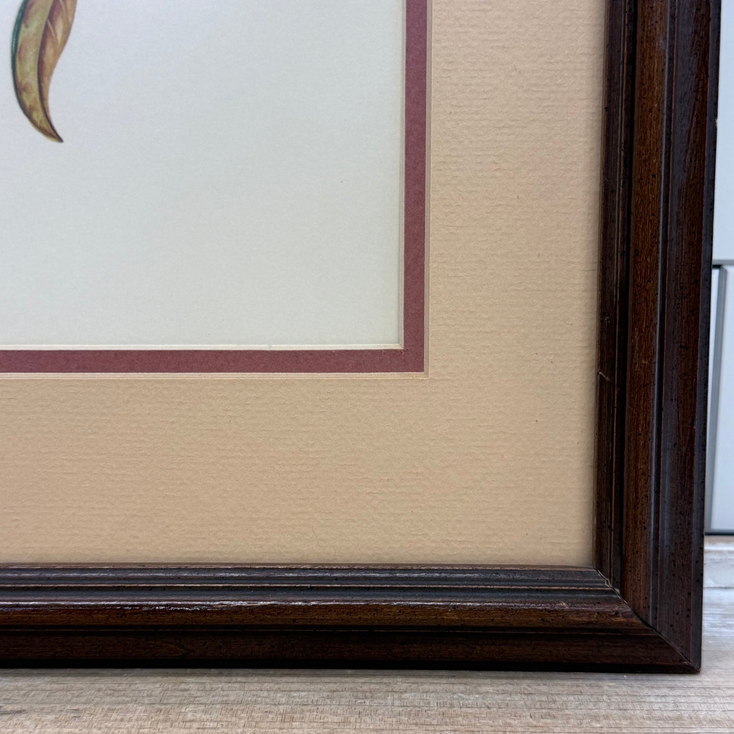 Anne Worsham Richardson Mourning Dove Magnolia Signed Art Print