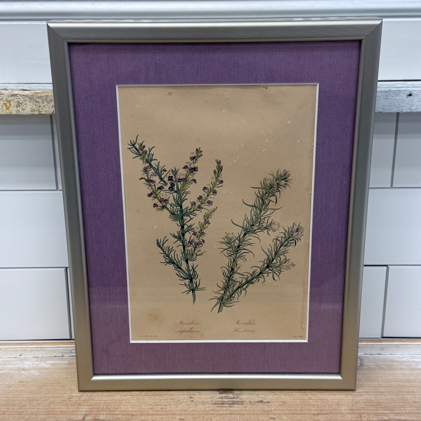 Joseph Paxton 1837 Original Hand Colored Botanical Plate Framed