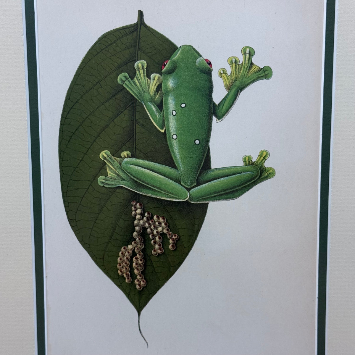 Zoological Chromolithograph Gliding Tree Frog Antique 1913