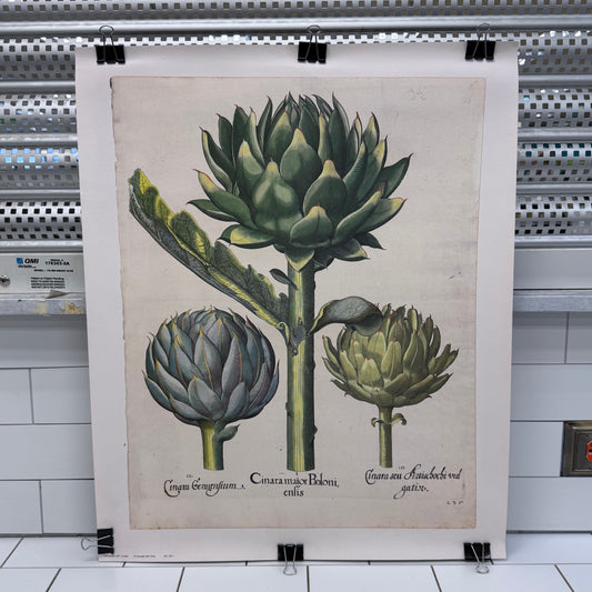 Hortus Eystettensis Artichoke Botanical Print After Besler
