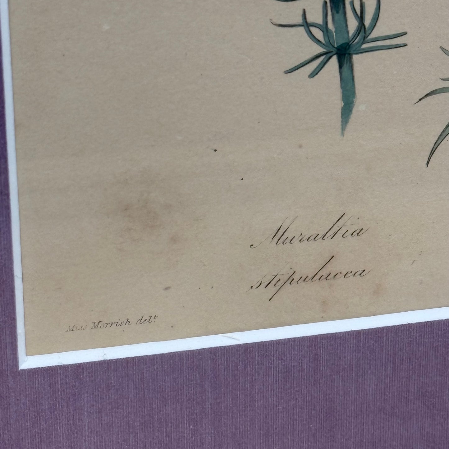 Joseph Paxton 1837 Original Hand Colored Botanical Plate Framed