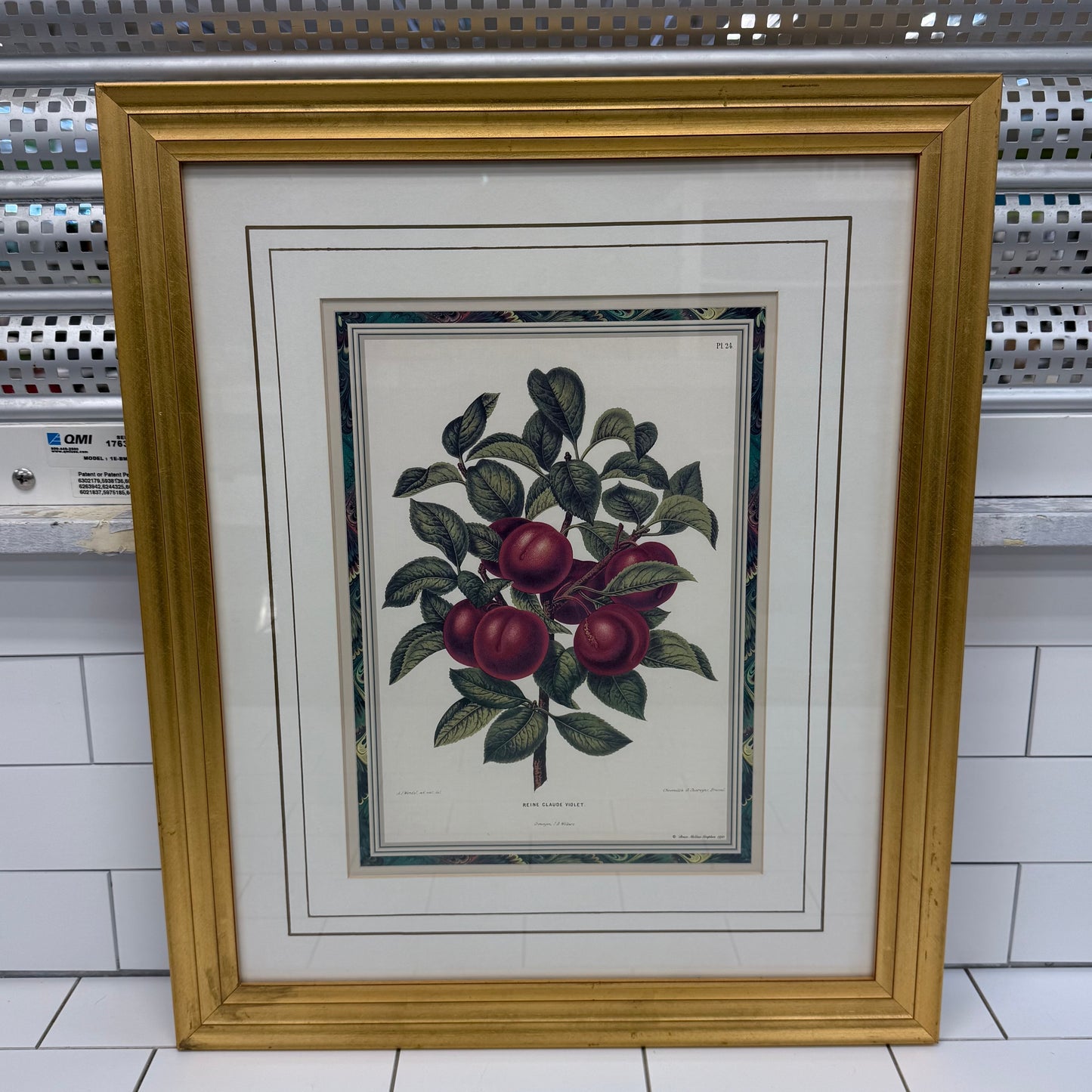 Violet Botanical After Reine Claude Framed Print 1991