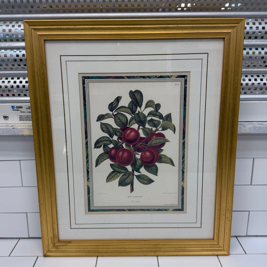 Violet Botanical After Reine Claude Framed Print 1991