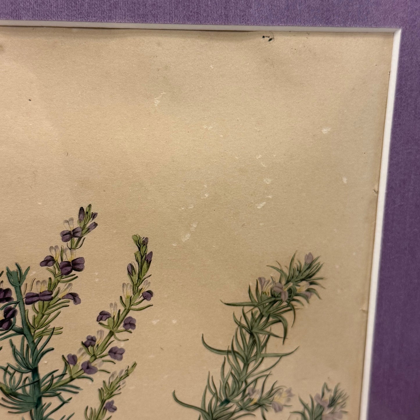 Joseph Paxton 1837 Original Hand Colored Botanical Plate Framed