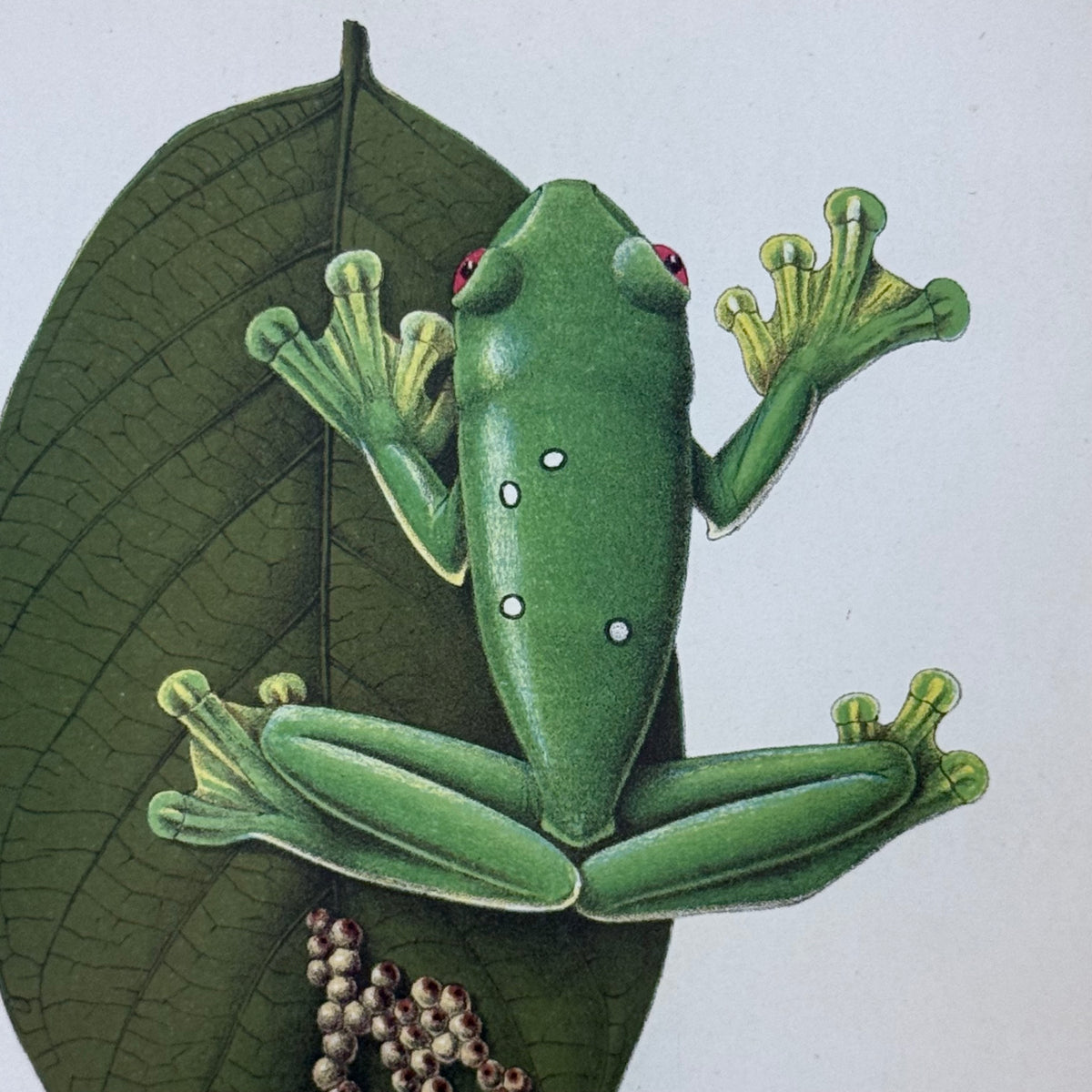 Zoological Chromolithograph Gliding Tree Frog Antique 1913