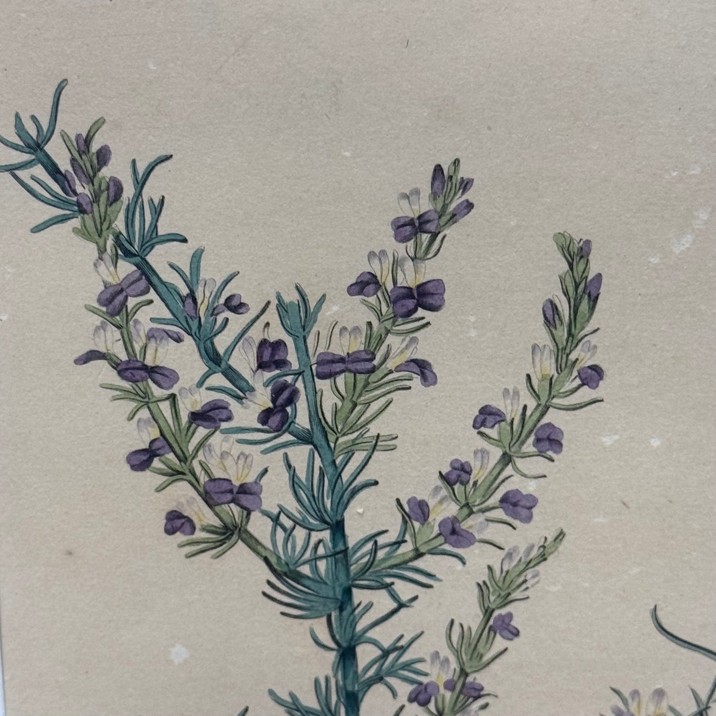 Joseph Paxton 1837 Original Hand Colored Botanical Plate Framed