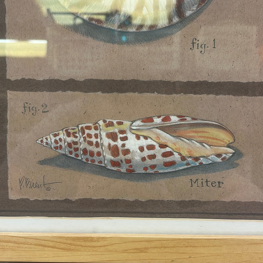 Paul Brent Nautilus Print, Framed