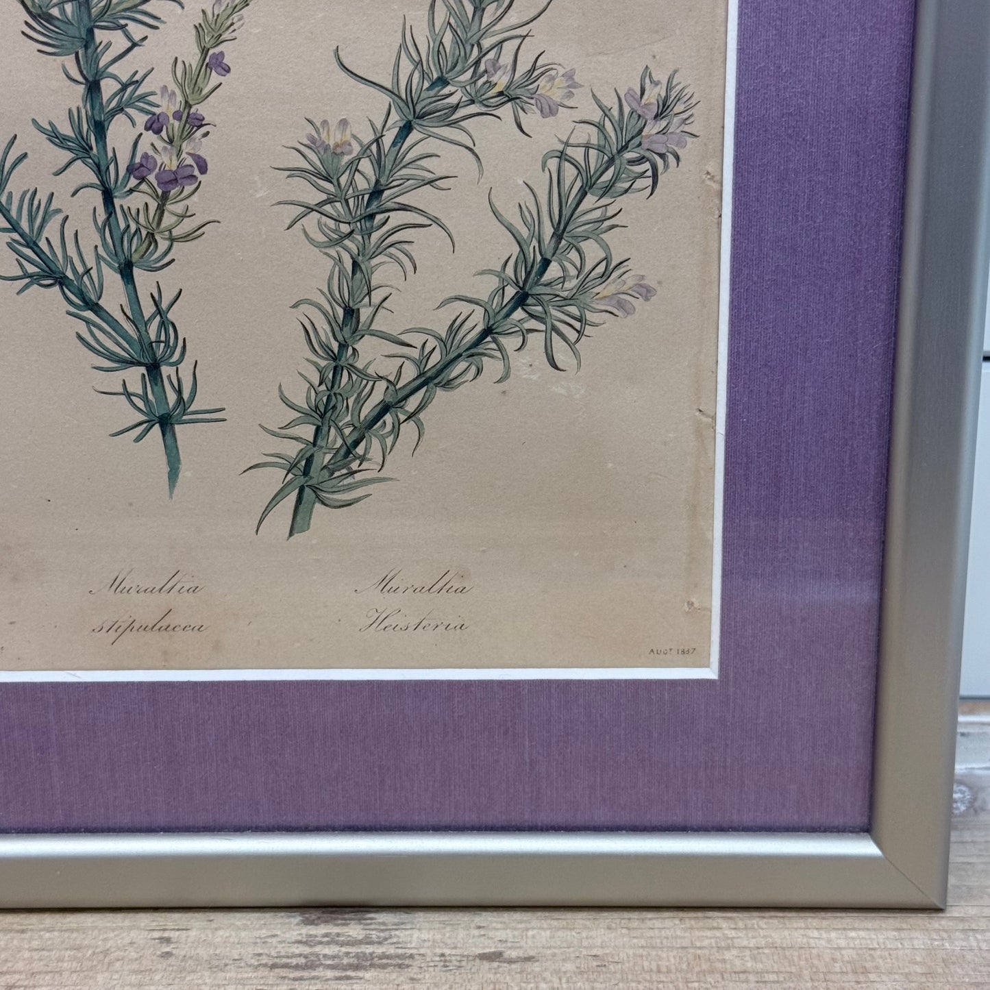 Joseph Paxton 1837 Original Hand Colored Botanical Plate Framed
