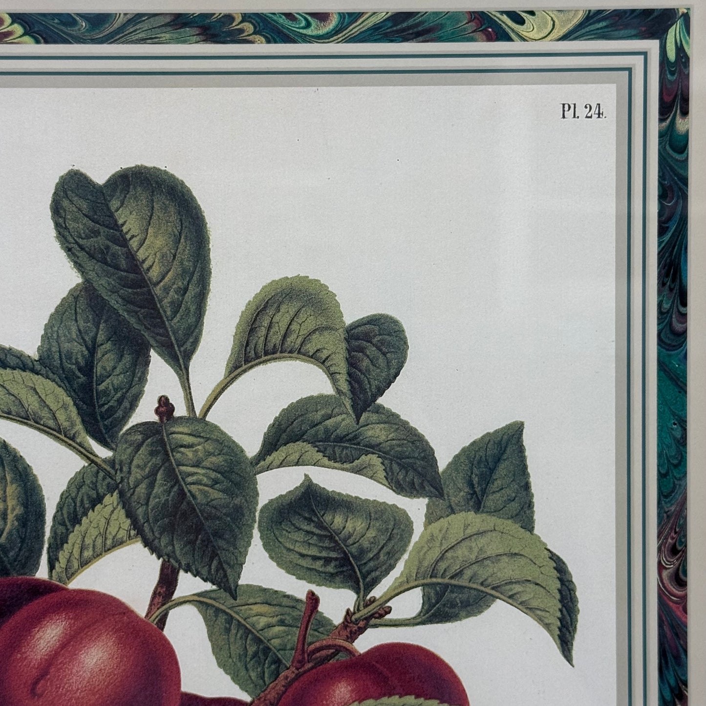 Violet Botanical After Reine Claude Framed Print 1991