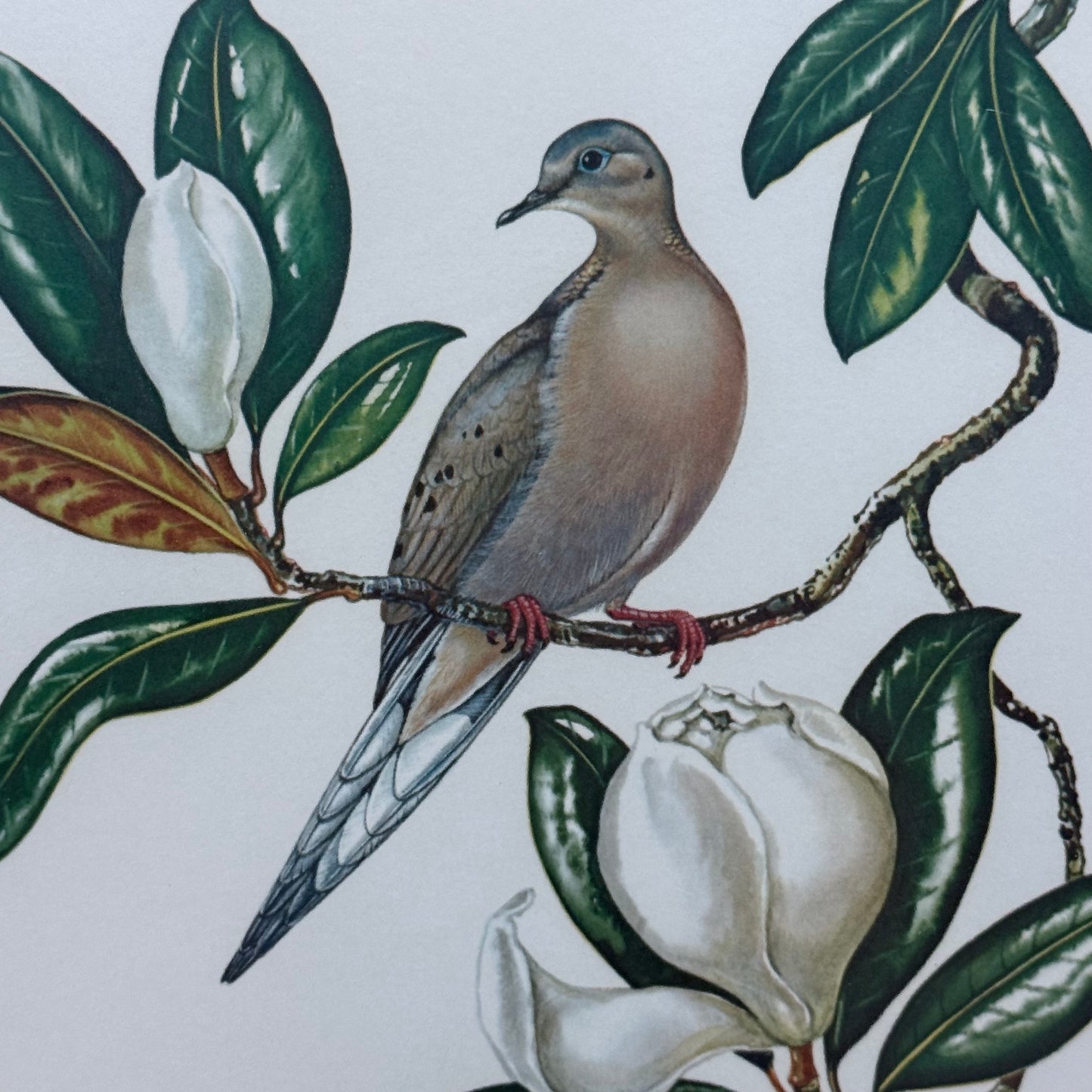 Anne Worsham Richardson Mourning Dove Magnolia Signed Art Print