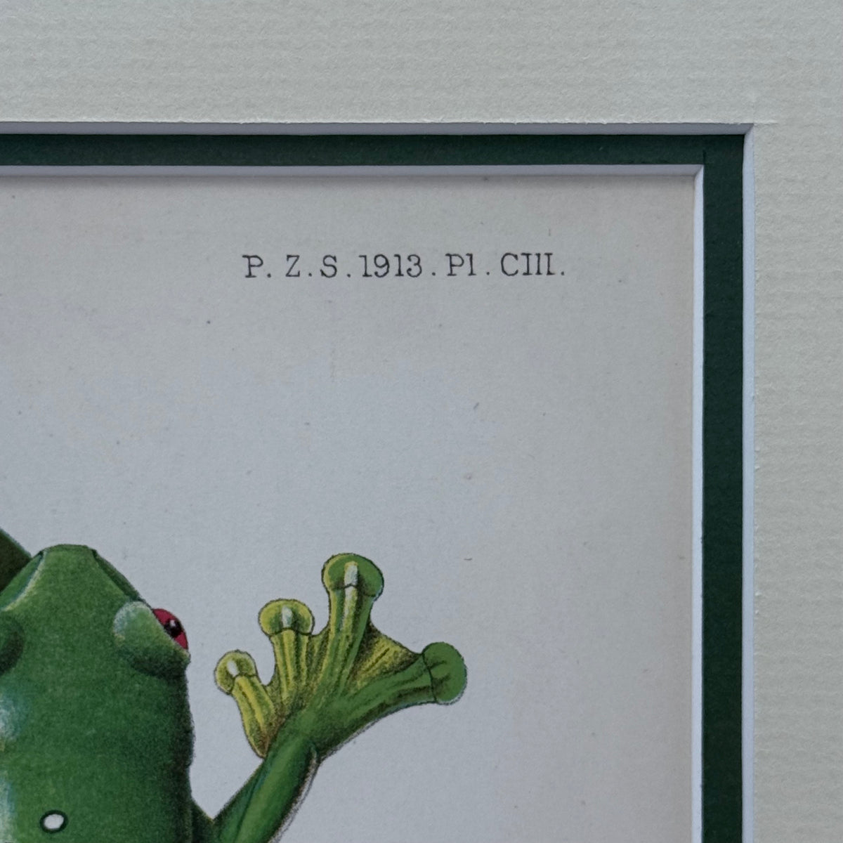 Zoological Chromolithograph Gliding Tree Frog Antique 1913