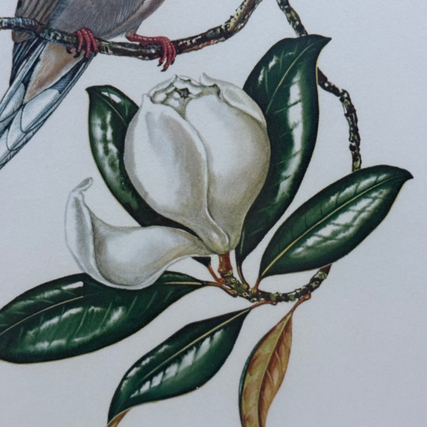 Anne Worsham Richardson Mourning Dove Magnolia Signed Art Print