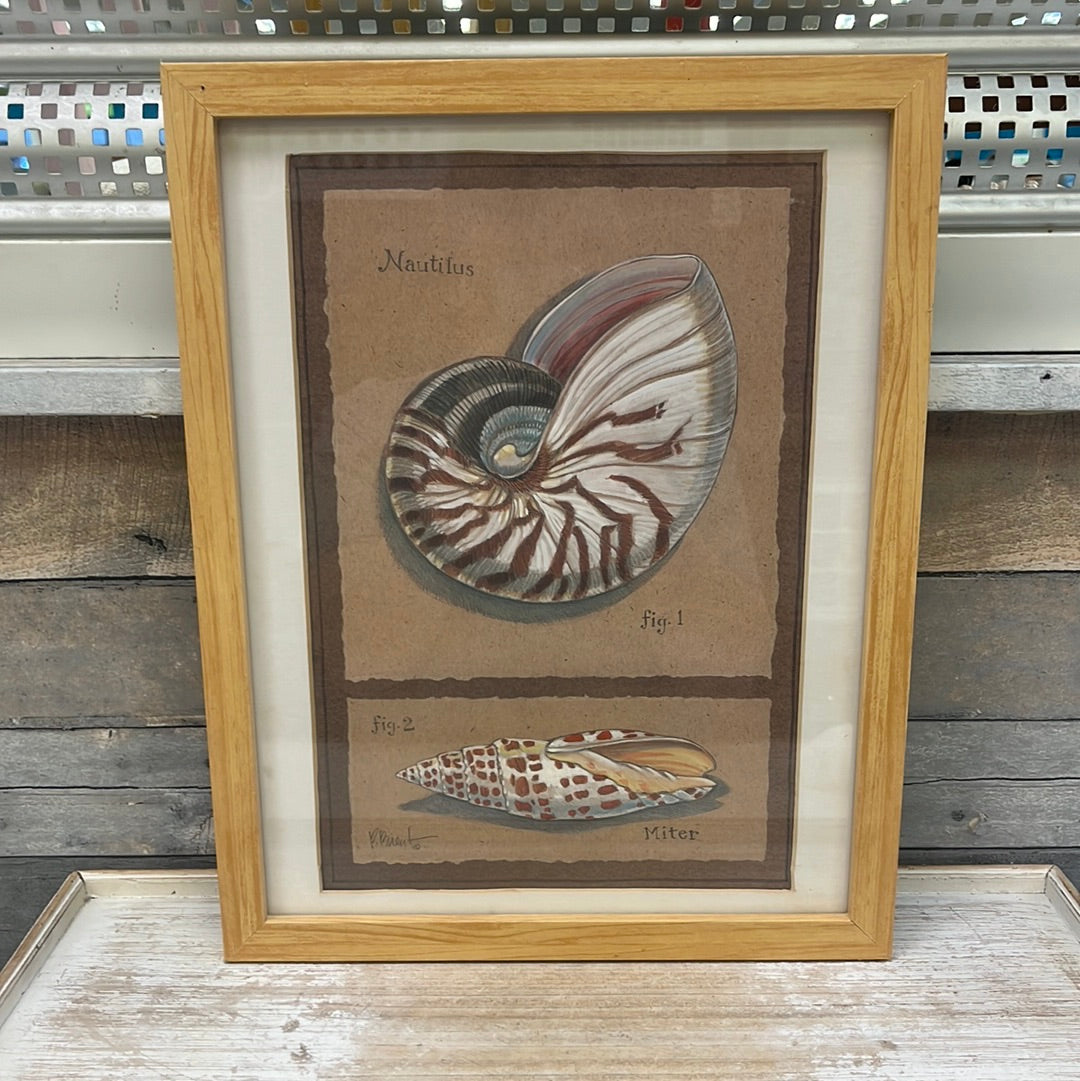 Paul Brent Nautilus Print, Framed