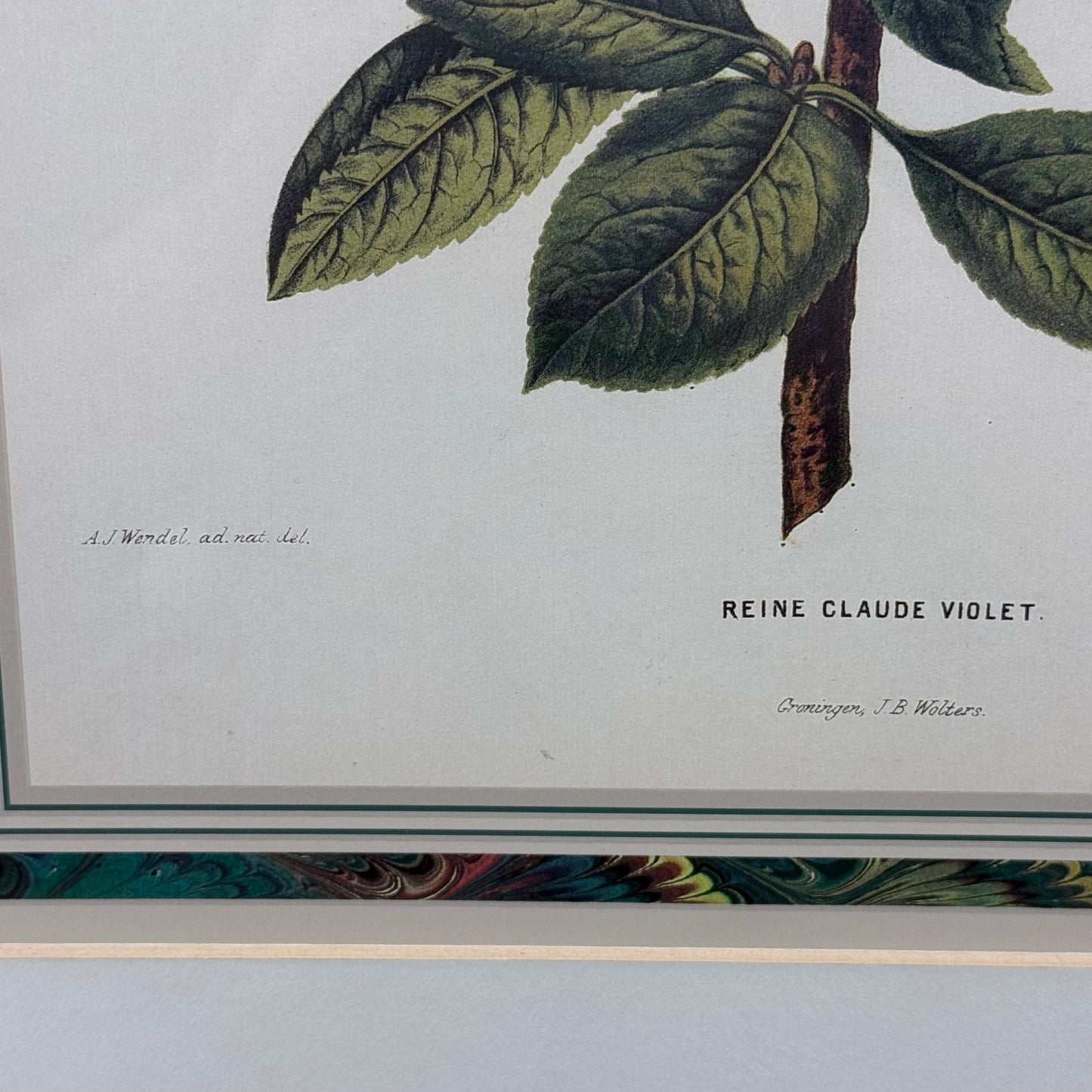 Violet Botanical After Reine Claude Framed Print 1991