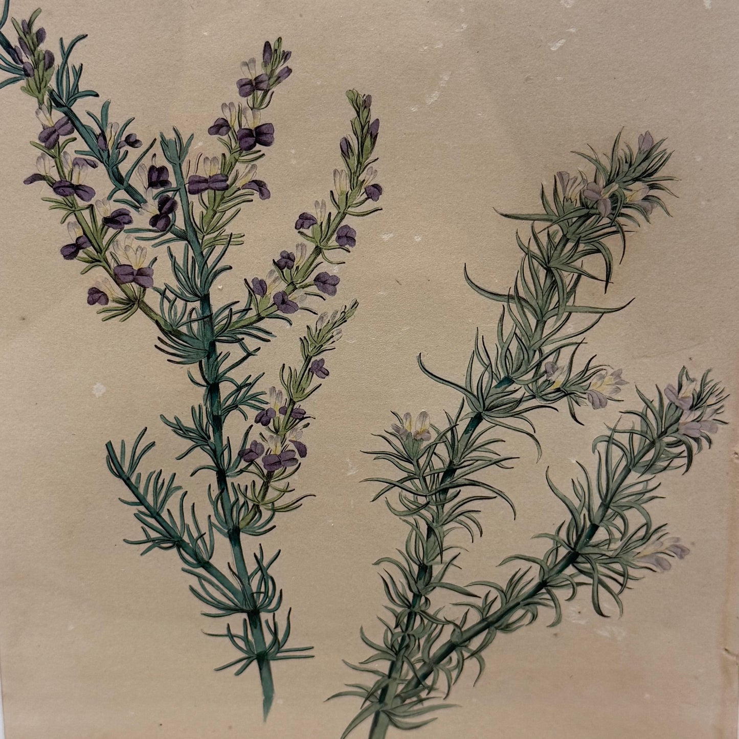 Joseph Paxton 1837 Original Hand Colored Botanical Plate Framed