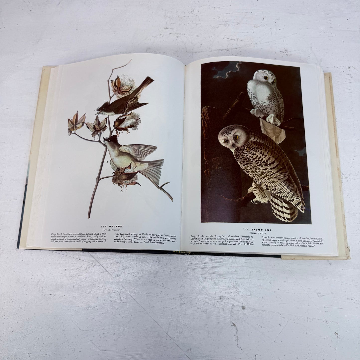 John James Audubon The Birds of America Hardback, 1985 Ed.